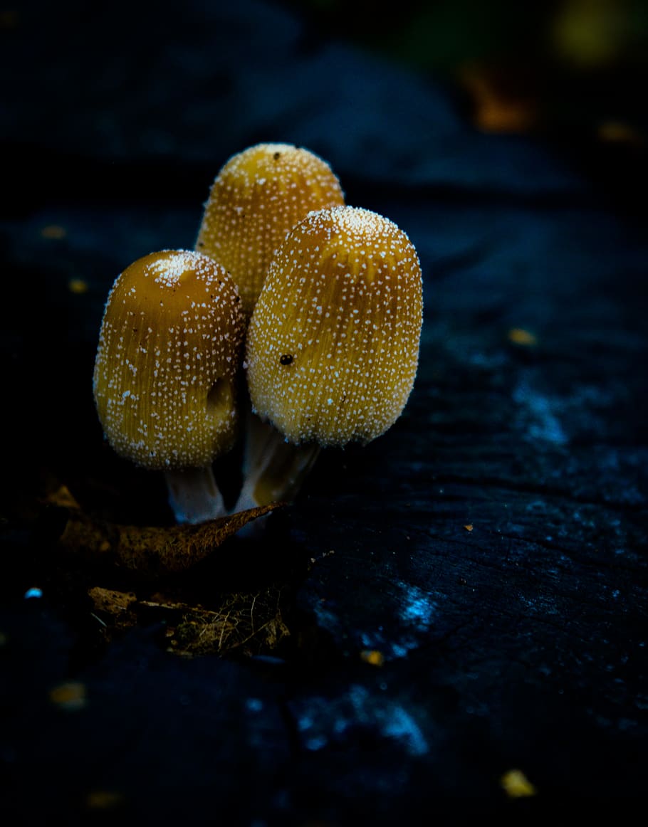 brown plants on black surface, close-up, food, fungus, growth HD wallpaper