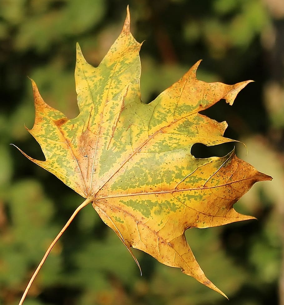 Yellow Leaf, close-up, macro, maple leaf, nature, autumn, plant part HD wallpaper