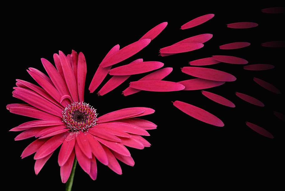 flower gérbel, flowers, nature, beautiful, petal, flowering plant, HD wallpaper