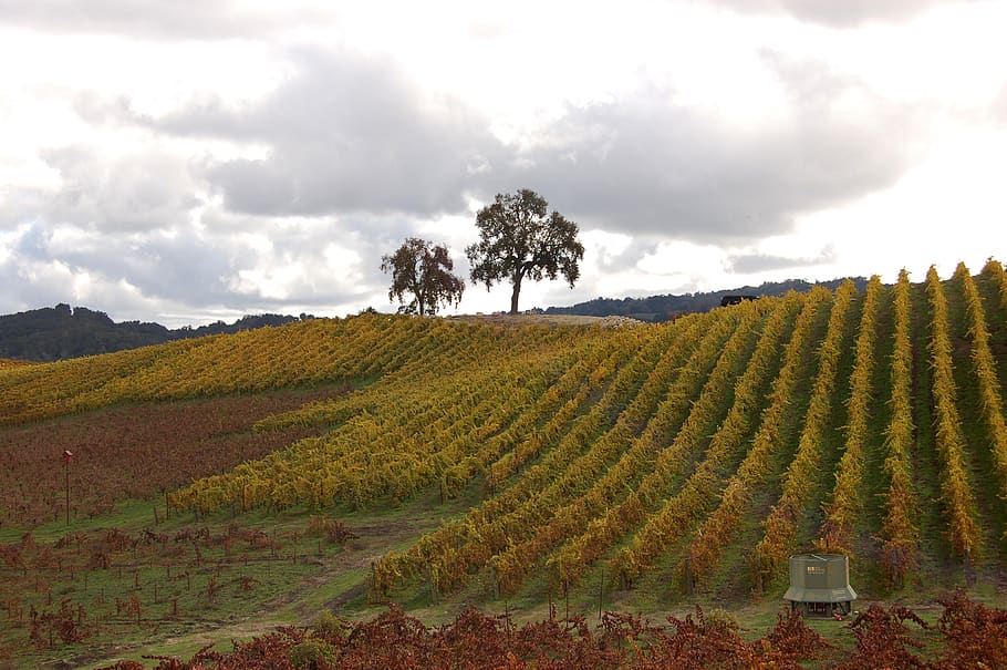 paso robles, united states, wine country, vines, fall, fall colors