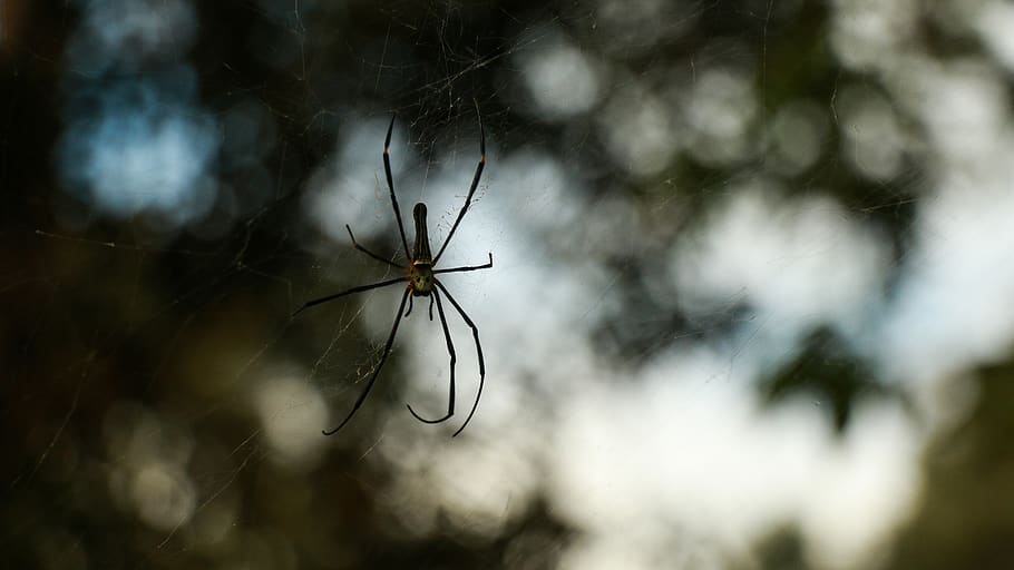 india, thookkupalam, invertebrate, no people, insect, focus on foreground HD wallpaper