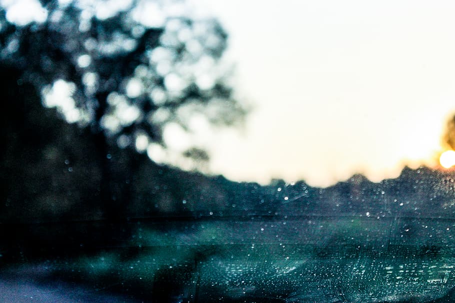 trees, grunge, dirt, blur, detail, dirty, sun, sunlight, nature HD wallpaper