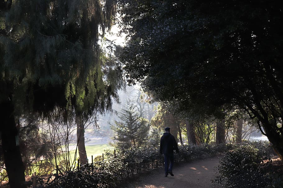 parc, nature, walking, tree, plant, real people, lifestyles HD wallpaper