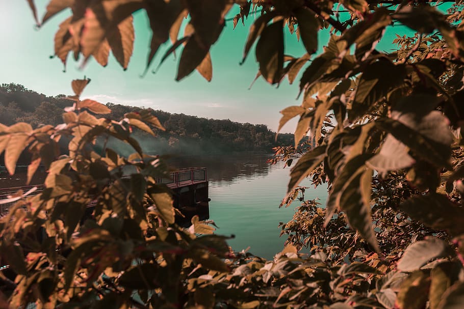 Green Leaf Trees and Plants Beside Body of Water, daylight, environment HD wallpaper
