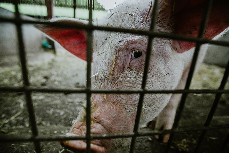 pig inside pen, animal themes, mammal, domestic animals, pets HD wallpaper