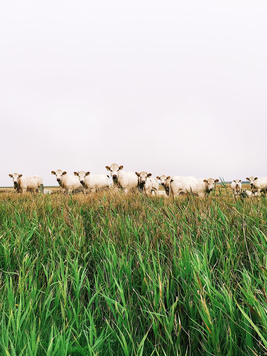 cows, meadow, grassland, kuh, kühe, smile, countryside, field HD wallpaper