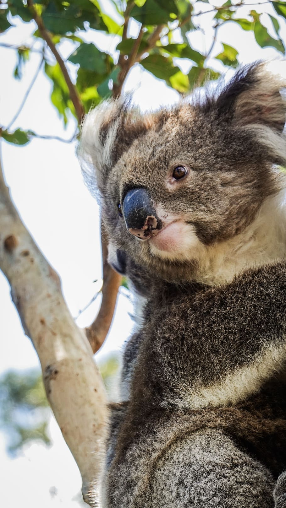 gray koala bear on tree, animal, wildlife, mammal, austrilia, HD wallpaper