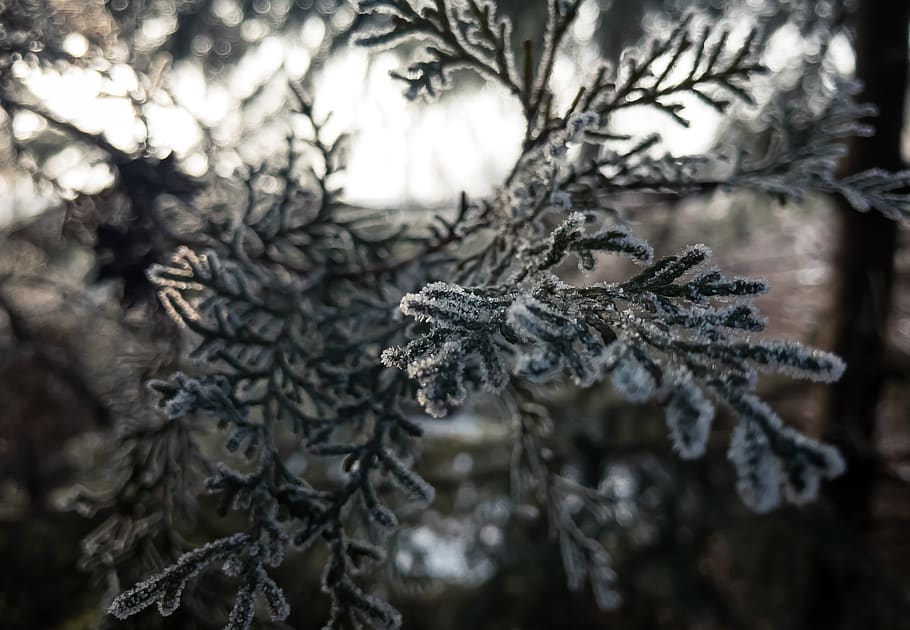 closeup, trees, nature, ice, cold, winter, frozen, selective focus HD wallpaper