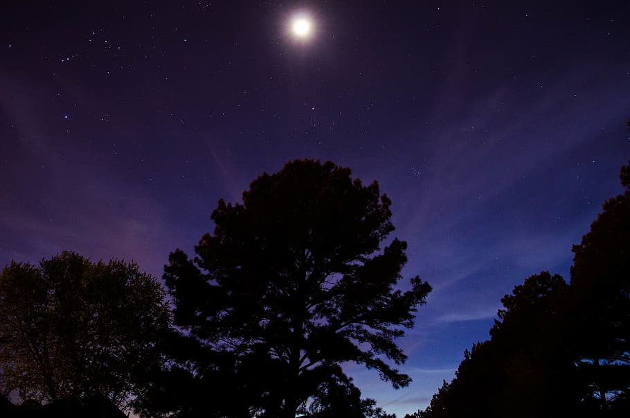 night, trees, moon, stars, cloud, sky, dark, evening, silhouette HD wallpaper