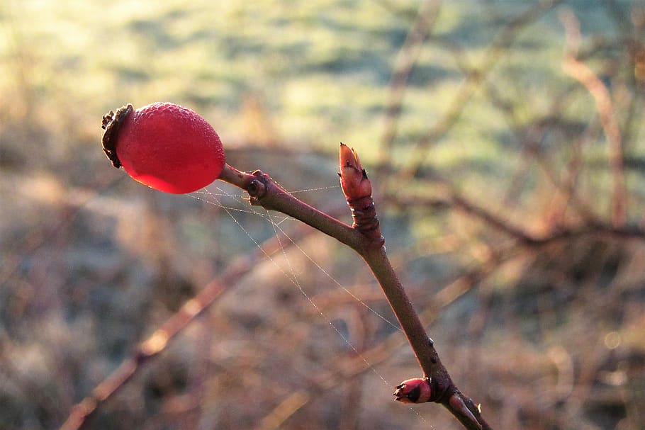 berry, red, branch, buttons, spider web, winter, frozen, branches HD wallpaper