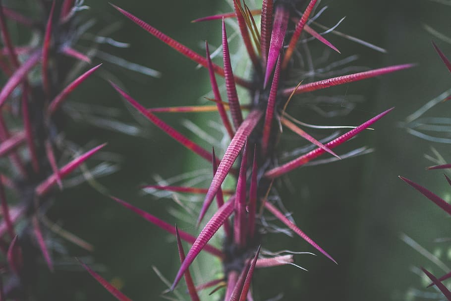 plant, grass, purple, tree, cactus, pattern, moss, bush, vegetation HD wallpaper