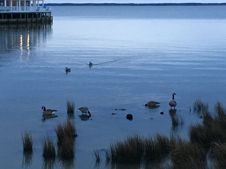 ducks, water, beach, group of animals, animal themes, animals in the wild HD wallpaper