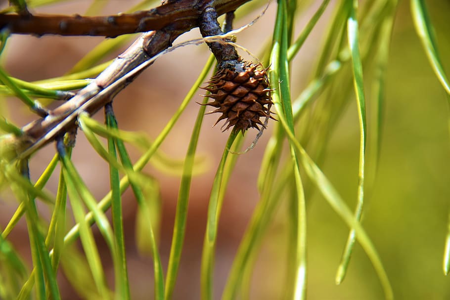 pine cone, tiny pinecone, needles, spruce, fir, environment HD wallpaper