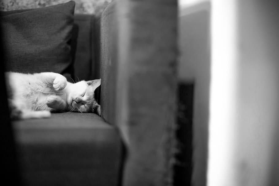 cat, sleep, domestic, pets, domestic cat, animal themes, domestic animals HD wallpaper