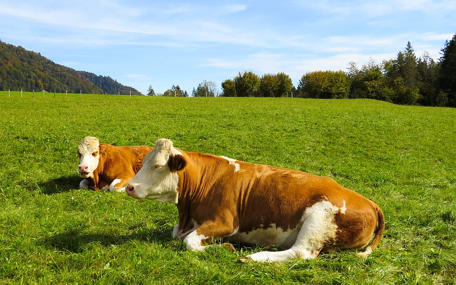 animals, cows, pasture, cattle, agriculture, grass, meadow HD wallpaper