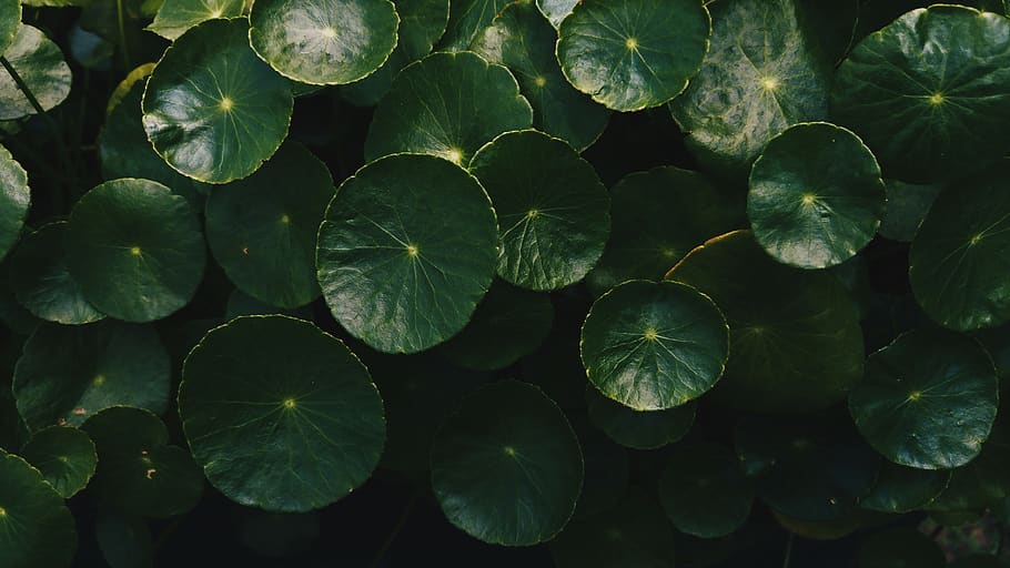 leaf, nature, green, greenery, foliage, botanical, plant, plant part HD wallpaper