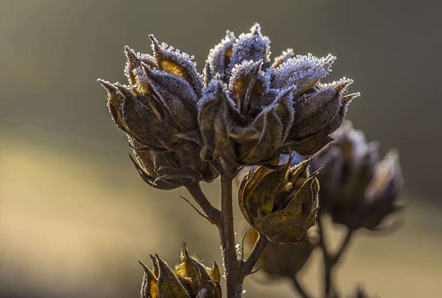 frost, eiskristalle, ice, cold, frozen, winter magic, icy, hoarfrost HD wallpaper
