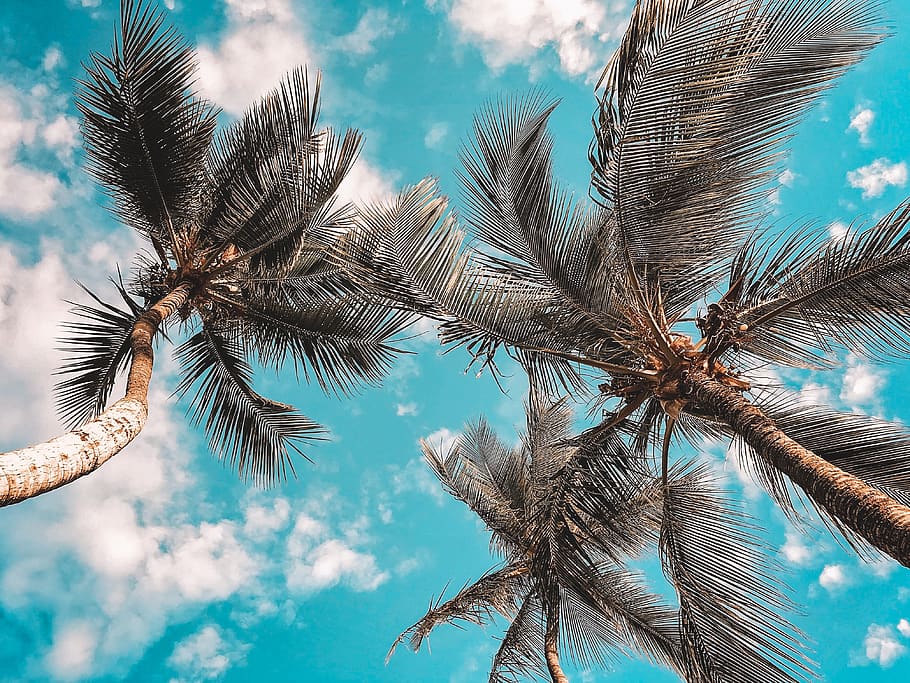 Low Angle Photo of Coconut Trees, 4k wallpaper, blue sky, clouds, HD wallpaper