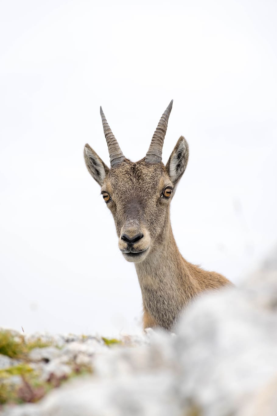 ibex, friend, alpine, alps, morning, nature, animals, king, HD wallpaper