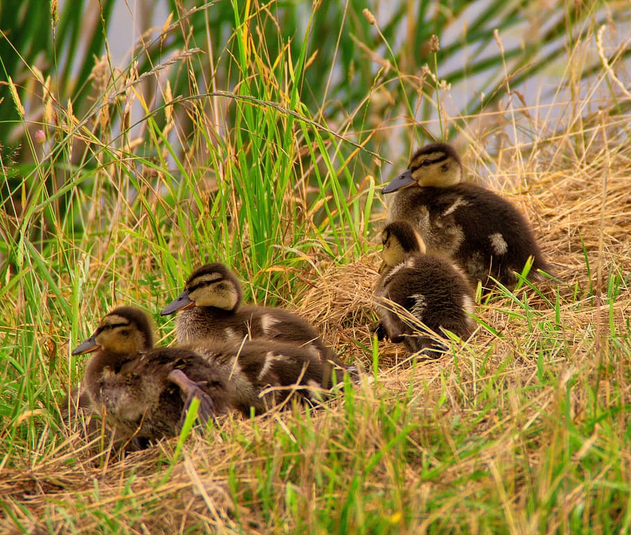 ducklings, chicks, cute, small, little, swim, water bird, feather HD wallpaper