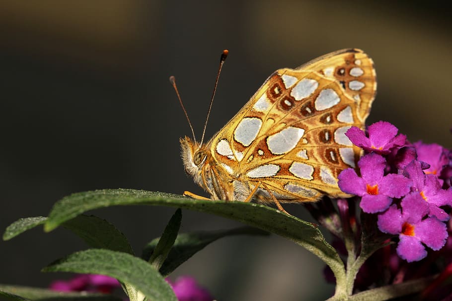 butterfly, macro, nature, insect, animal, animal world, flower HD wallpaper