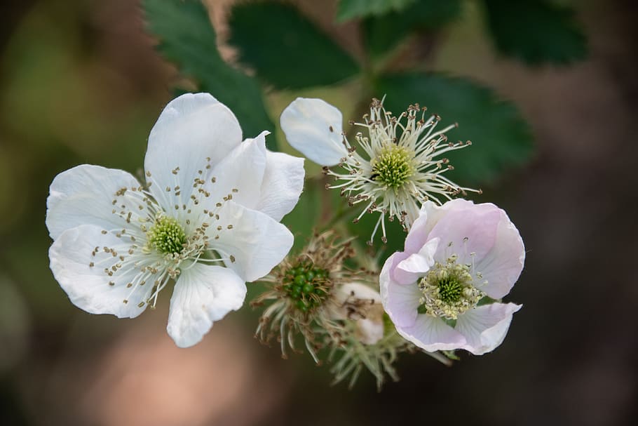 white petaled flower, plant, pollen, blossom, anemone, geranium HD wallpaper