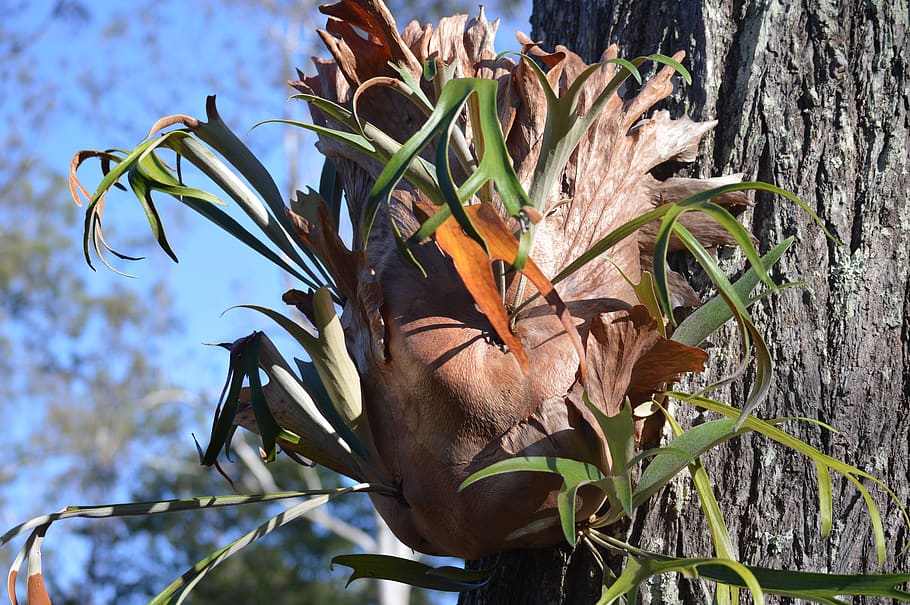 australia, whiteside, plant, leaf, plant part, growth, nature HD wallpaper