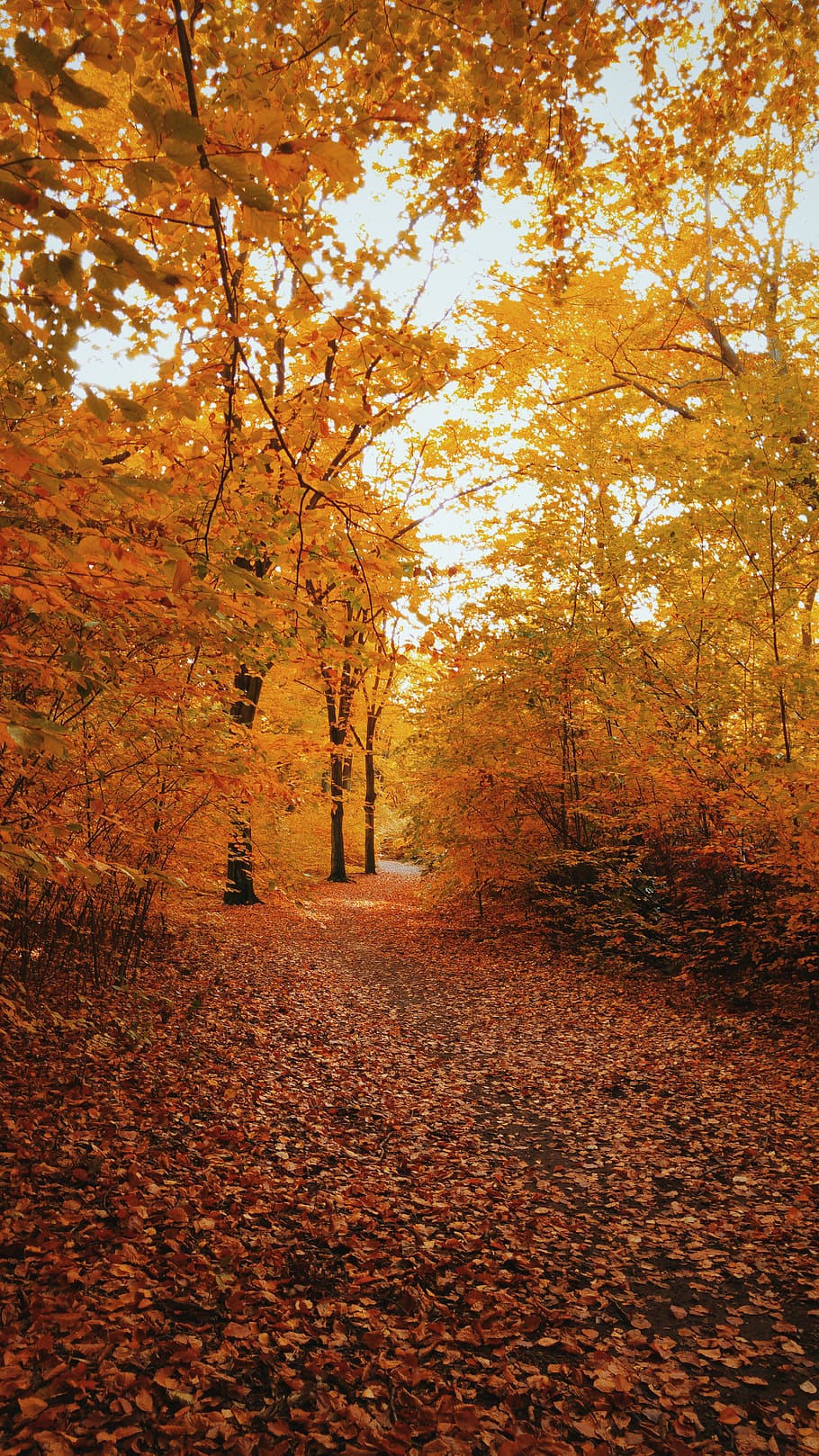 autumn, nature, trees, change, orange color, plant, tranquility HD wallpaper