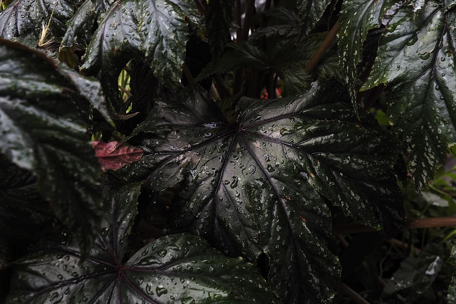 canada, montreal, plant, leaf, plant part, growth, nature, close-up HD wallpaper