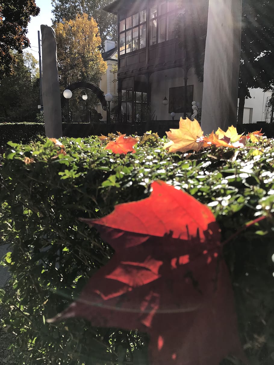 austria, vienna, fall, autumn, plant, flower, flowering plant HD wallpaper