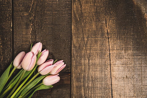 Pink Tulips On Wood Texture Photo, Flowers, Backgrounds, Textures HD wallpaper