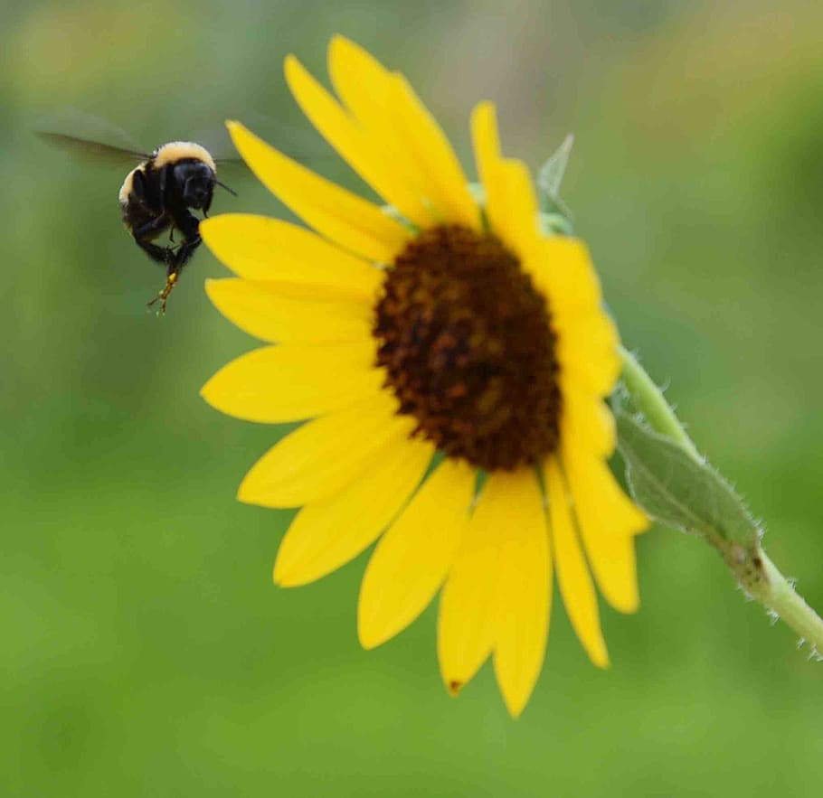 flower, flowering plant, invertebrate, insect, fragility, yellow HD wallpaper