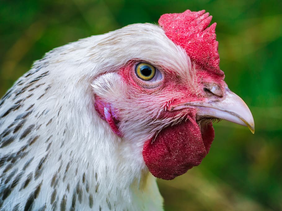 Online crop | HD wallpaper: hen, chicken, poultry, animal portrait