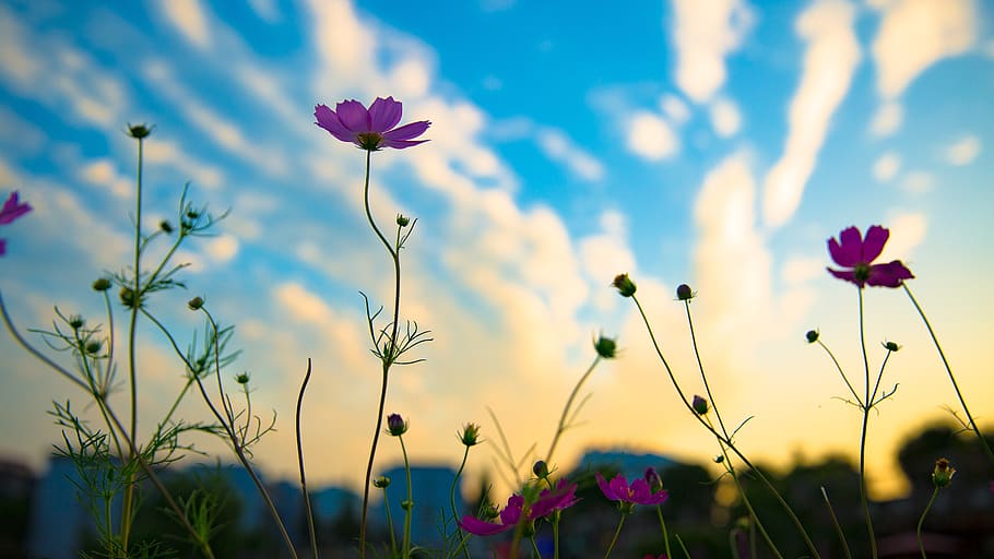 Purple Flowers on Macro Shot, bloom, blooming, blossom, blur HD wallpaper