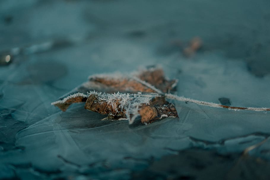 nature, tree, trees, grass, green, cold, fall, winter, december HD wallpaper