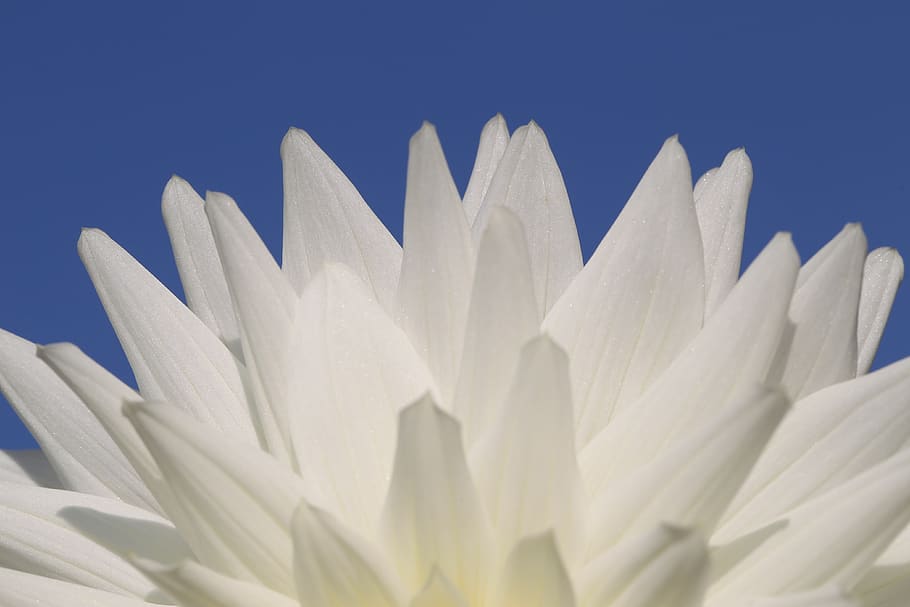 italy, bergamo, white color, close-up, plant, nature, freshness HD wallpaper
