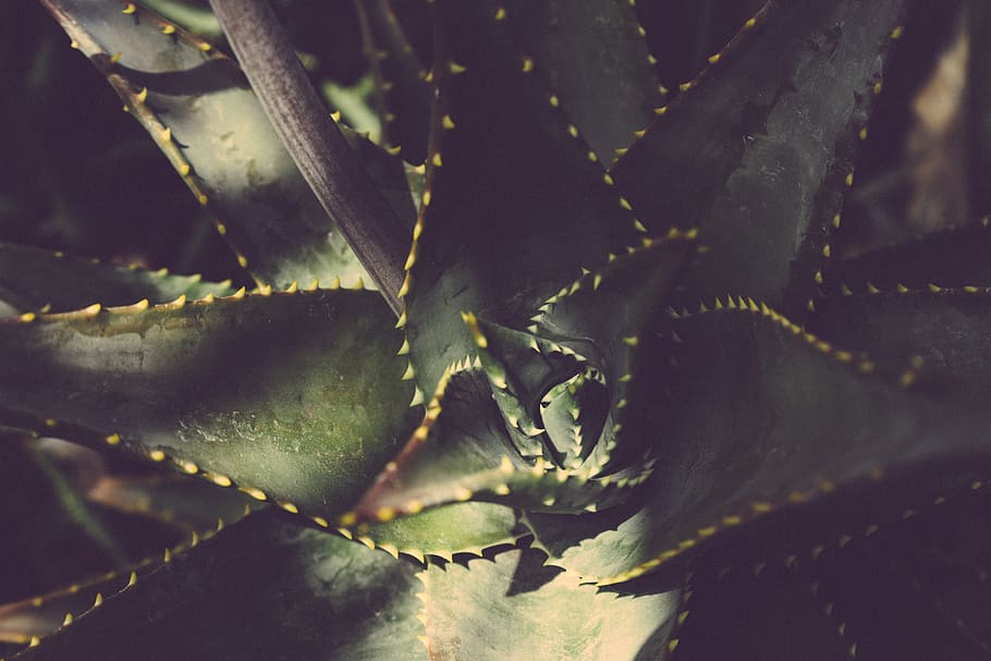 plant, succulent, nature, leaf, flora, botanical, botany, plant part HD wallpaper