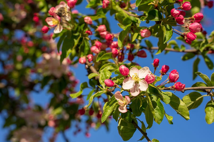 blossom, bloom, cherry blossom, bee, spring, pink, nature, tree HD wallpaper