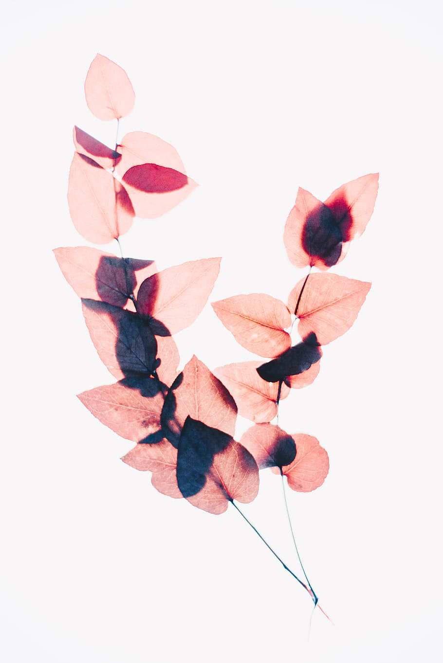 brown leaves, studio shot, white background, flower, flowering plant HD wallpaper