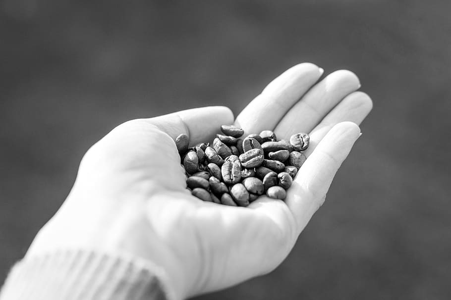 Woman Holds Coffee Beans, aroma, aromatic, background, black and white HD wallpaper