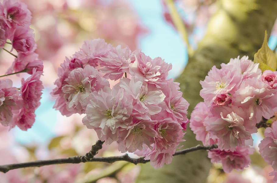 cherry blossom, banner, spring, april, pink, macro, white, nature HD wallpaper