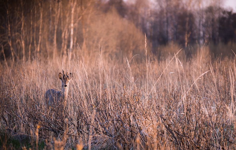 deer standing on grass field, animal wildlife, animals in the wild HD wallpaper