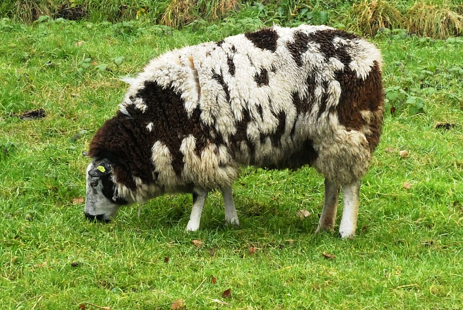 sheep, whey, coat, wool, mammals, grass, nature, farm, cute HD wallpaper
