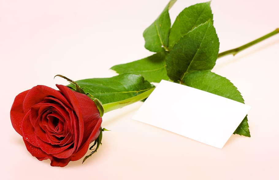 rose, red, stem, background, decoration, concept, closeup, green HD wallpaper