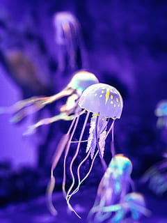 jelly fish, sea life, animal, invertebrate, jellyfish, aquatic HD wallpaper