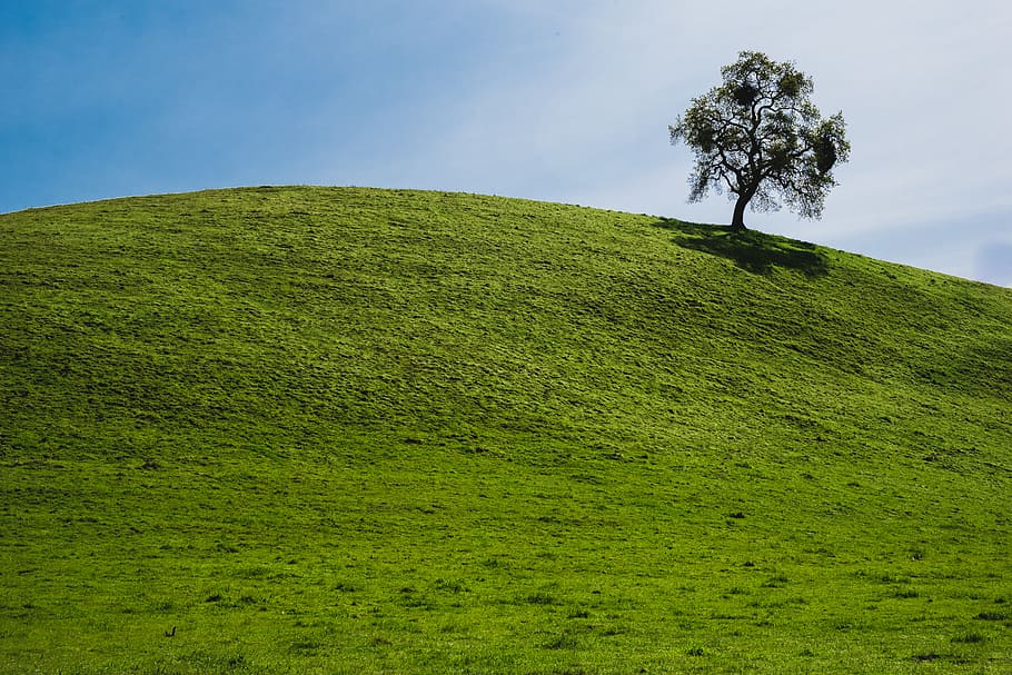 tree, hill, plant, outdoors, nature, countryside, sunol wilderness