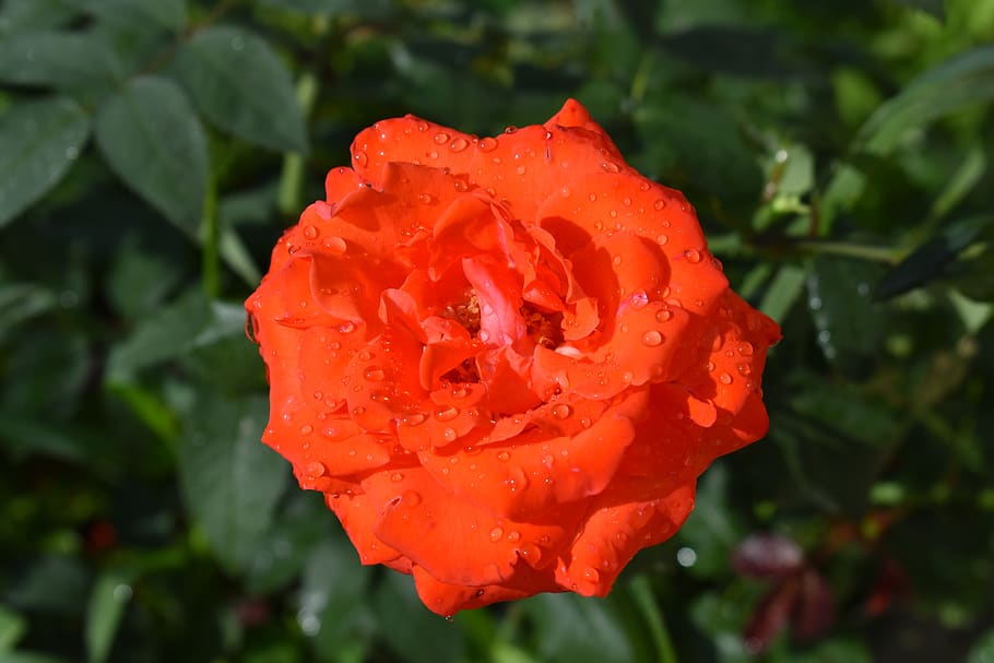 rose, red, flower, bloom, beauty, petals, nature, love, beautiful HD wallpaper