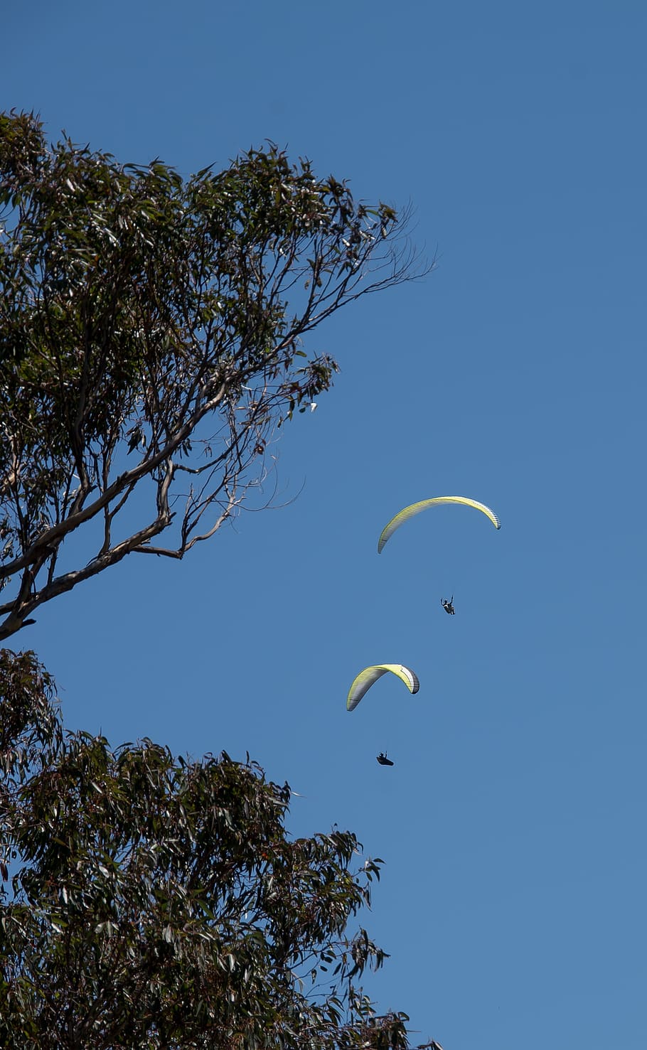 para-gliders, two, flying, sport, adventure, tree, australia HD wallpaper