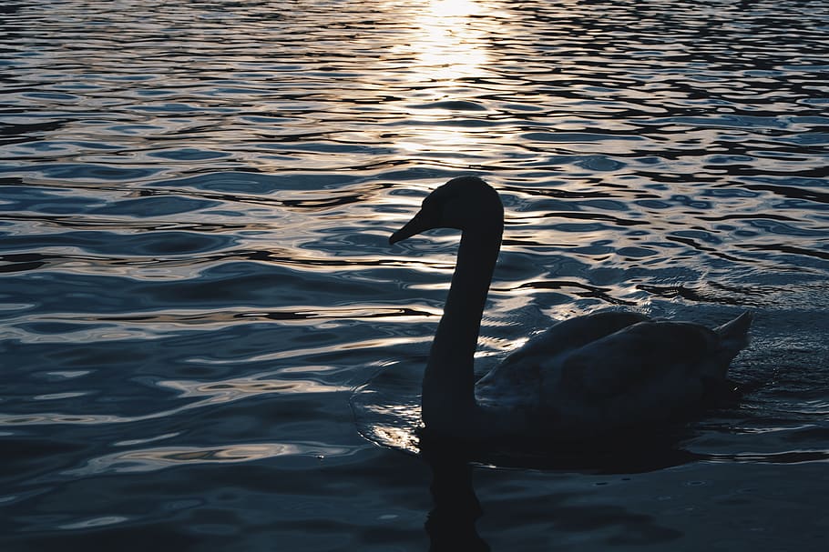bled, lake bled, slovenia, shape, silhouette, animal, animals HD wallpaper