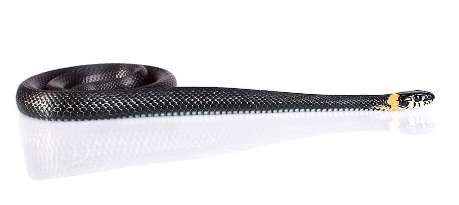 snake, slither, animal, black, cold, blooded, cunning, danger HD wallpaper